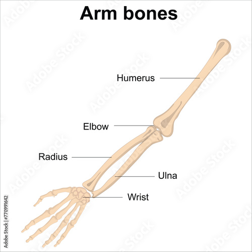 Arm bones anatomy