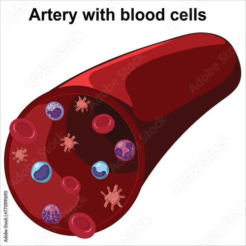Artery with blood cells