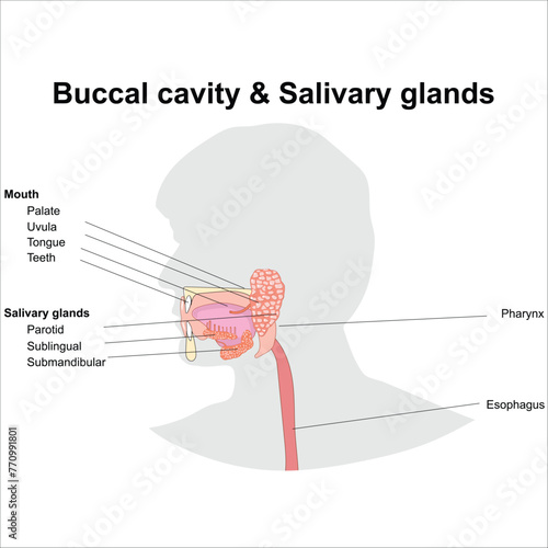 Buccal cavity and salivary glands photo