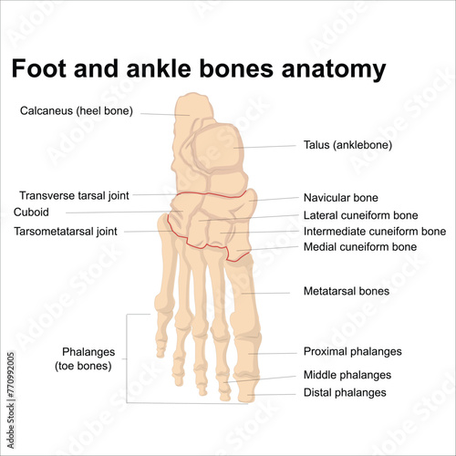 foot and ankle bone anatomy photo