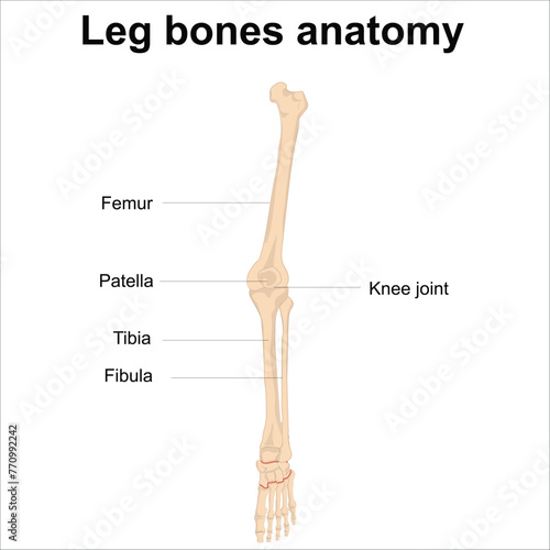 leg bones anatomy