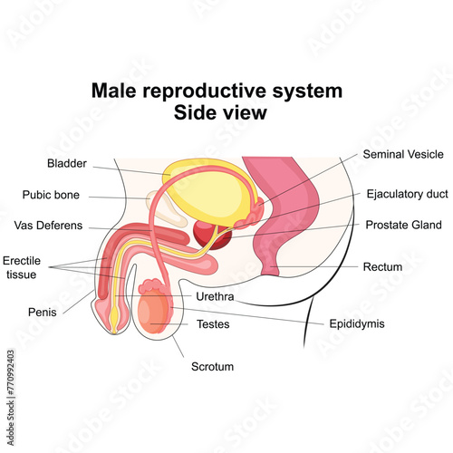 Male reproductive system photo