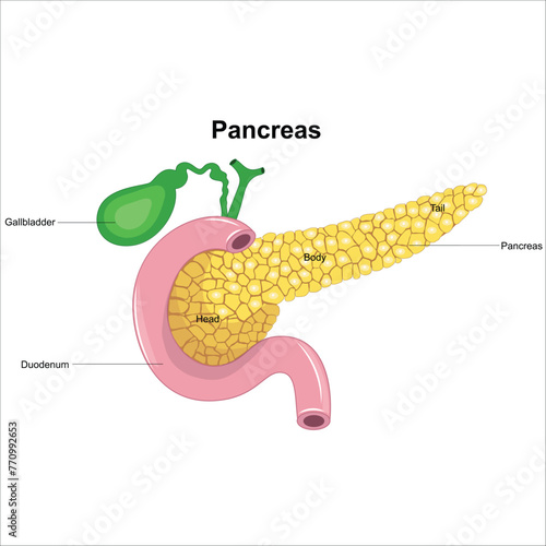 pancreas, spleen and gall bladder anatomy 