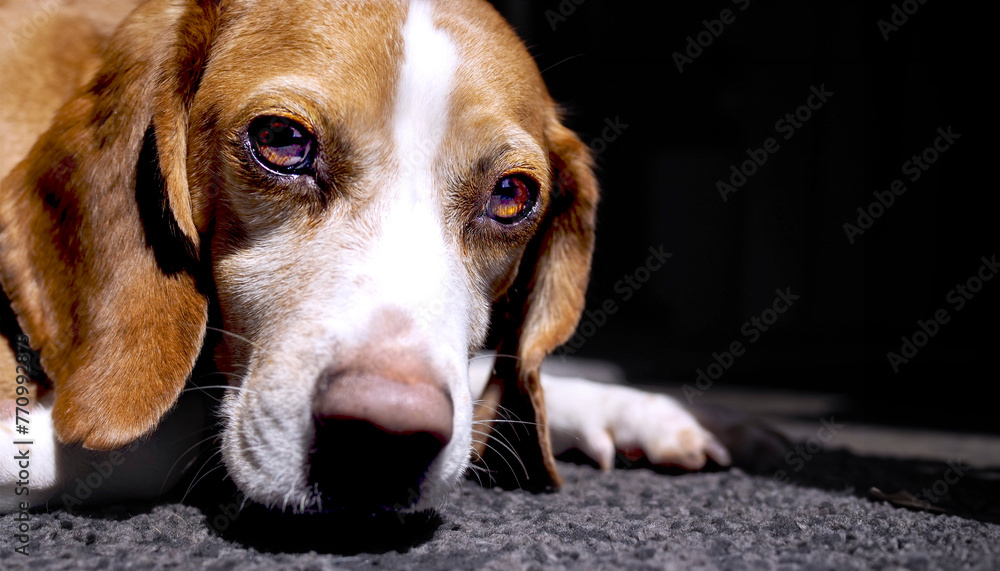 closeup portrait of sleepy beagle, 16:9 widescreen wallpaper / background with text space