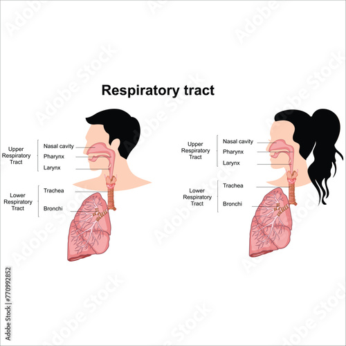 lungs and alveoli anatomy vector