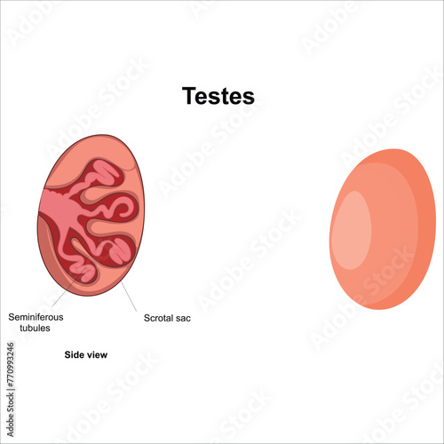 testis illustration