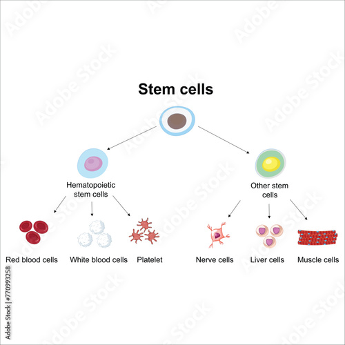 Stem cells
