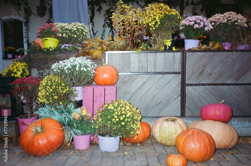 Various potted plants in garden. Film picture photo