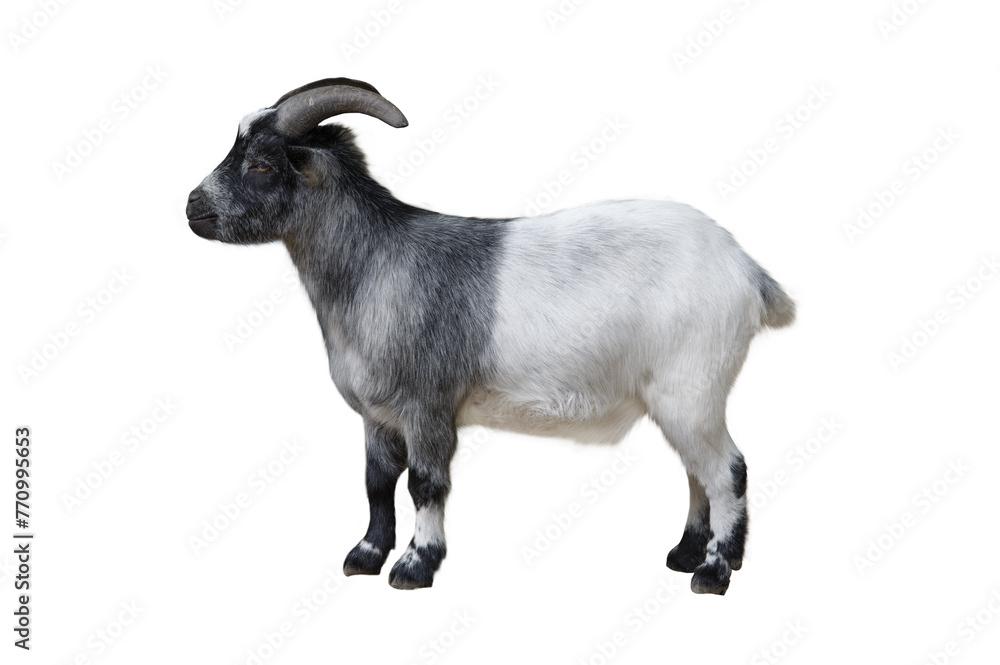  goat isolated on white background