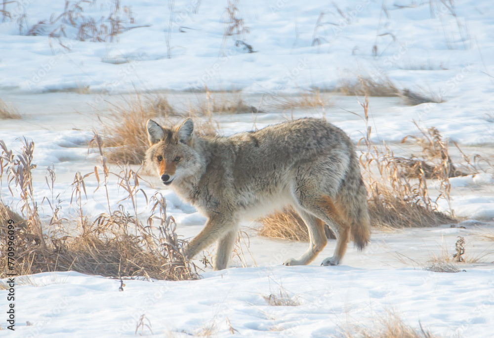 Obraz premium Coyote in the snow 