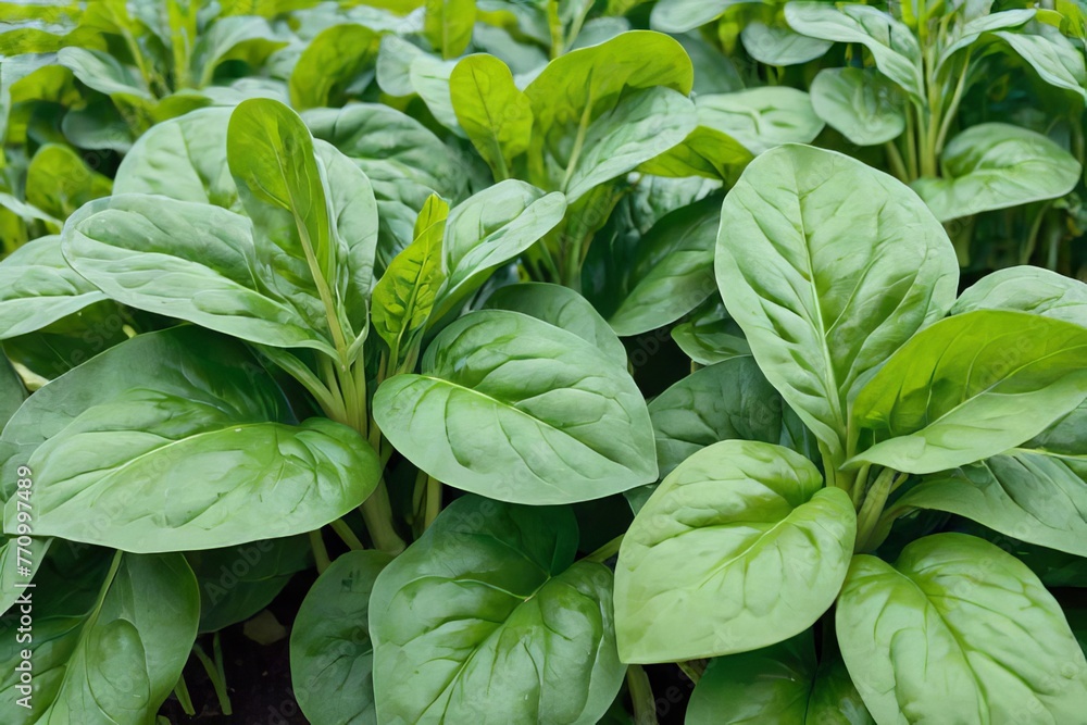 From Field to Plate: Witness the Bounty of Freshly Harvested Spinach From Field to Plate: Witness the Bounty of Freshly Harvested Spinach