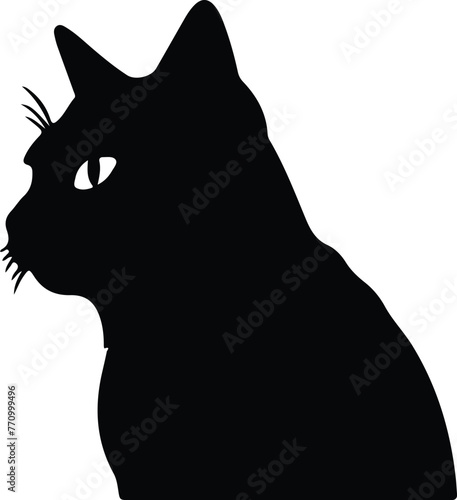 Chartreux Cat portrait © Mappingz