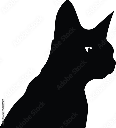 Colorpoint Shorthair Cat portrait