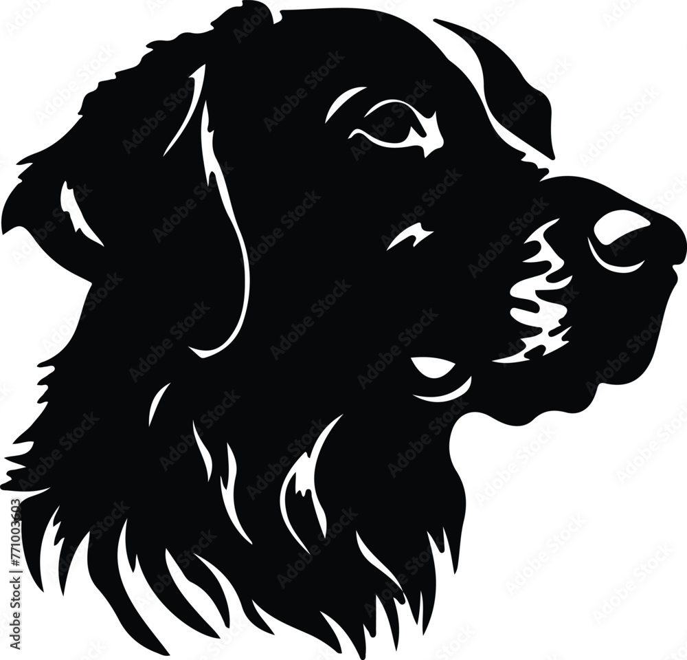 Curly-Coated Retriever portrait Curly-Coated Retriever portrait