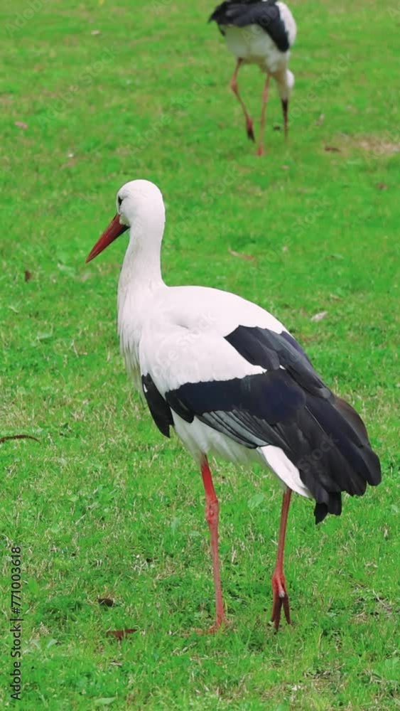 Stork, elegance in motion walks on green lawn exemplifying grace. Stork elegance personified traverses grassy area. Stork elegance captured, serene movement across lawn showcased Stork, elegance in motion walks on green lawn exemplifying grace. Stork elegance personified traverses grassy area. Stork elegance captured, serene movement across lawn showcased