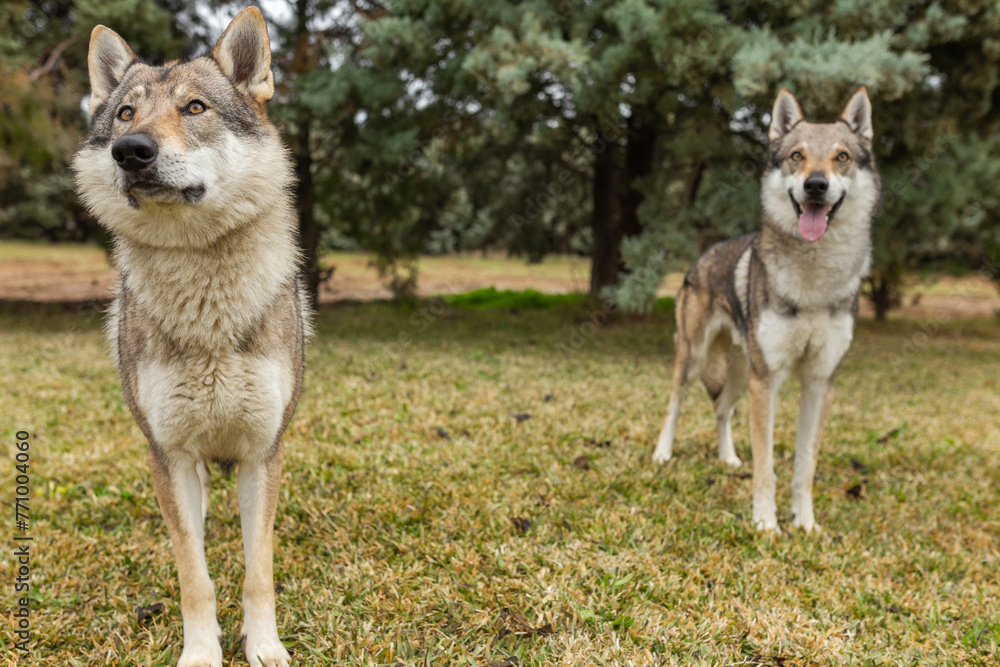 Czechoslovakian wolfdogs in nature Czechoslovakian wolfdogs in nature