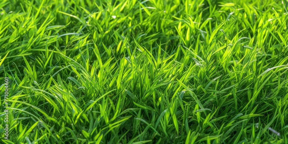 Close-up image of fresh spring green grass. Green grass background, texture, top view Close-up image of fresh spring green grass. Green grass background, texture, top view