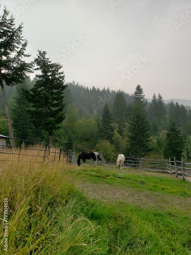 Paint Horses Eating Grass in Lush Green Field with Smoke from Forest Fire Background in BC, Canada