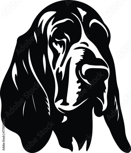 Bloodhound portrait