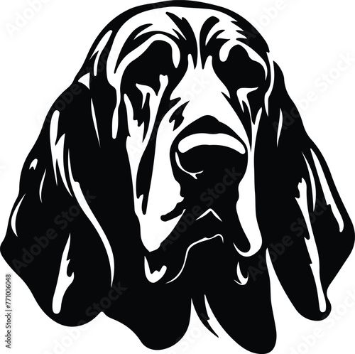 Bloodhound portrait