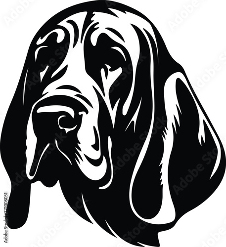 Bloodhound portrait