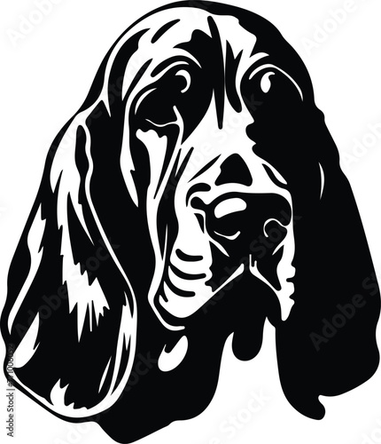 Bloodhound portrait
