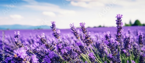 A lush field of purple lavender flowers stretches across the ground, with majestic mountains looming in the background under a sky filled with fluffy white clouds