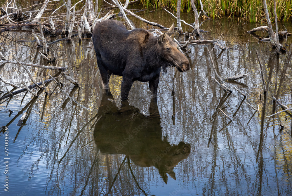 Moose Reflected in Water in Grand Teton National Park Moose Reflected in Water in Grand Teton National Park