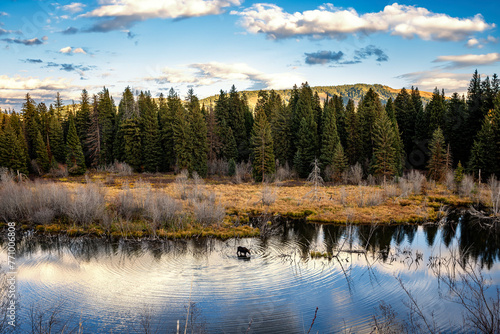 Moose Drinking Water at Sunset in Grand Teton National Park photo