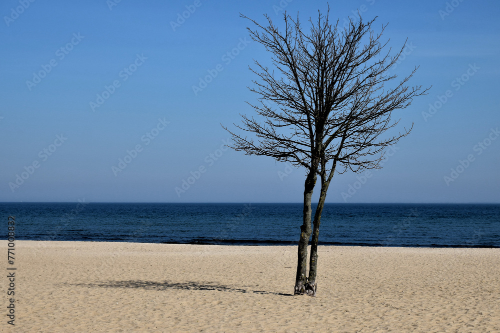 Drzewo na brzegu Zatoki Gdańskiej w Sopocie - obrazy, fototapety, plakaty 