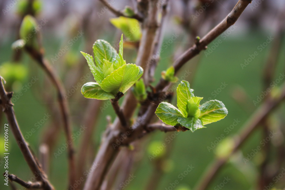 Close up of green foliage buds of tree branch, spring time Close up of green foliage buds of tree branch, spring time