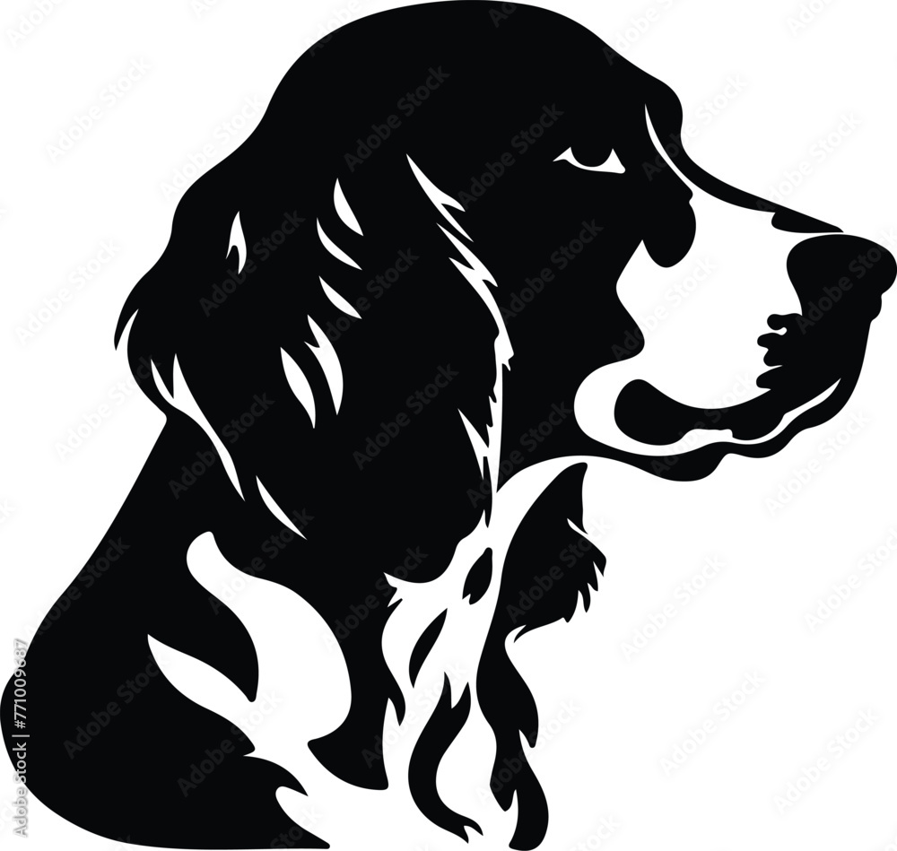 Brittany Spaniel portrait Brittany Spaniel portrait