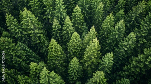Stunning Aerial View of a Lush Green Pine Forest by Professional Photographer Generative AI photo