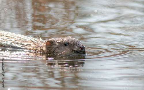 otter in the water