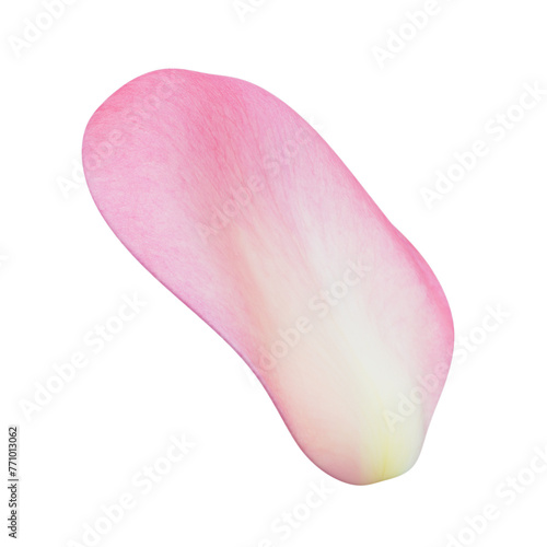 3D Pink Rose Petals Floating: Transparent Background