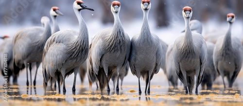 A flock of sandhill cranes with long beaks and elegant feathers standing together in the water, showcasing their beauty as water birds photo
