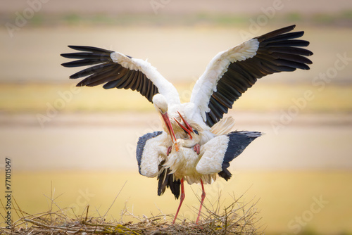 copula de cigueña comun en el parque nacional de doñana
