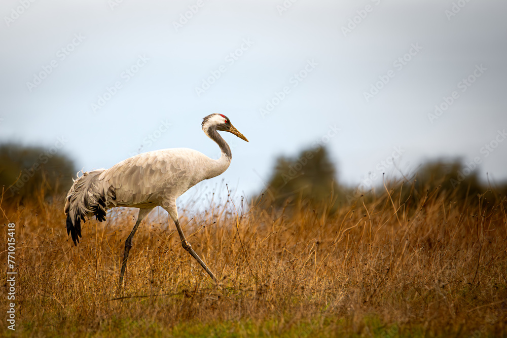 Fototapeta premium grulla común en una pradera