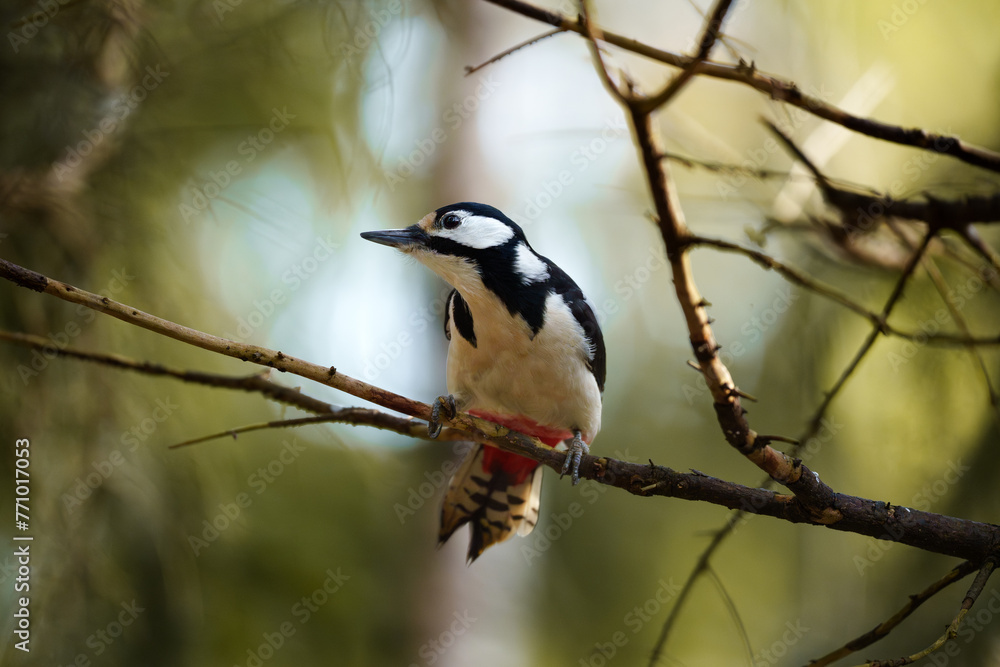 Spotted woodpecker on a branch Spotted woodpecker on a branch