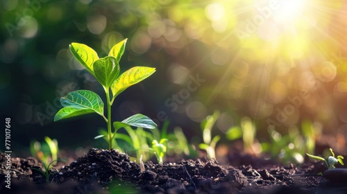 Sun-Kissed Sapling: A Green Garden's Eco-Friendly Growth