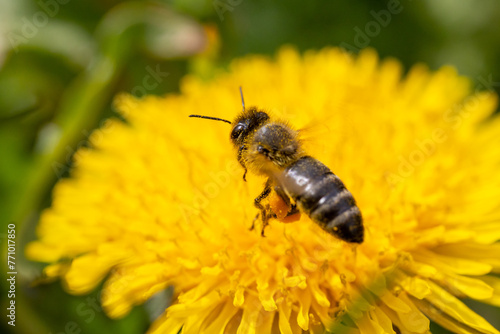 Bee on a dandelion flower. Macro photo with shallow depth of field