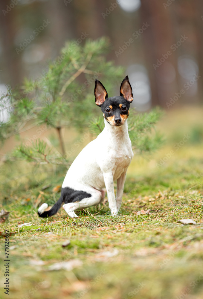 Beautiful purebred American toy fox terrier posing outdoor, little white dog with black and tan head, green blurred background, green spring grass and moss. Close up pet portrait in high quality.
