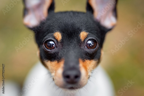 Beautiful purebred American toy fox terrier posing outdoor, little white dog with black and tan head, green blurred background, green spring grass and moss. Close up pet portrait in high quality. © Mariya