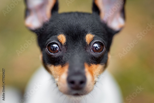 Beautiful purebred American toy fox terrier posing outdoor, little white dog with black and tan head, green blurred background, green spring grass and moss. Close up pet portrait in high quality.