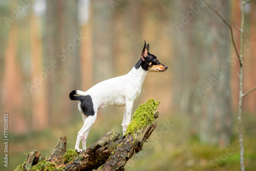 Beautiful purebred American toy fox terrier posing outdoor, little white dog with black and tan head, green blurred background, green spring grass and moss. Close up pet portrait in high quality.