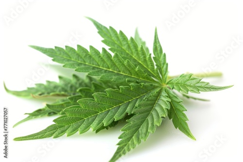 Isolated Cannabis Leaf on Pure White Background Generative AI
