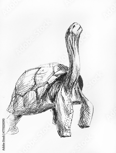 Hand drawn illustration of a turtle  photo