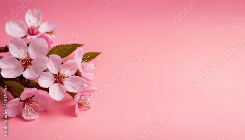 Wallpaper Mural Spring cherry blossom on a pink background. pastel colors, greeting card design for holiday, Mother's Day, Easter, Valentine's Day. copy space. Flat lay, top view Torontodigital.ca