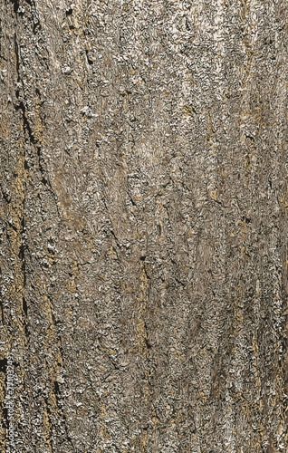 Vector illustration of the bark of the Golden Shower tree Koelreuteria paniculata.
