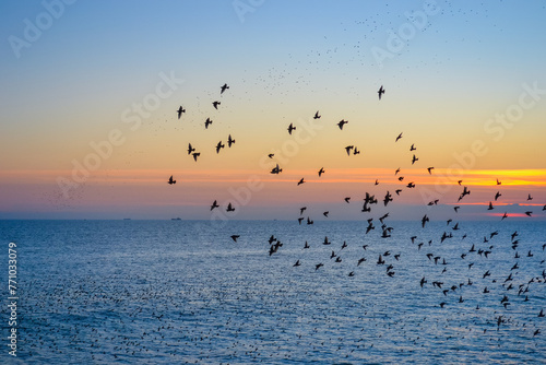 Starlings gather into flocks in flight before sunset